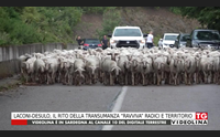 laconi desulo il rito della transumanza ravviva radici e territorio