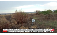 tuili dopo l incendio gli agricoltori devastati mandorleti e ulivi secolari