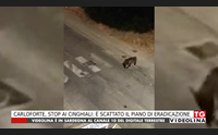 carloforte stop ai cinghiali scattato il piano di eradicazione