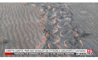 caretta caretta primi nidi segnalati dai cittadini a carloforte e castiadas