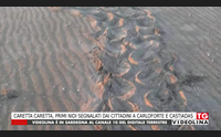 caretta caretta primi nidi segnalati dai cittadini a carloforte e castiadas