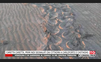 caretta caretta primi nidi segnalati dai cittadini a carloforte e castiadas