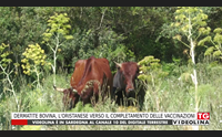 dermatite bovina l oristanese verso il completamento delle vaccinazioni