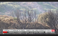 carbonia le campagne in cenere i danni di una lunga giornata di fuoco