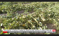 oristanese il caldo e i danni all agricoltura distrutti campi di meloni
