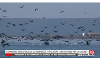 cormorani argea sblocca gli indennizzi i pescatori ora un piano per le lagune