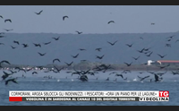 cormorani argea sblocca gli indennizzi i pescatori ora un piano per le lagune