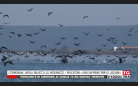 cormorani argea sblocca gli indennizzi i pescatori ora un piano per le lagune