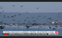 cormorani argea sblocca gli indennizzi i pescatori ora un piano per le lagune