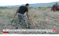 turri la riscoperta della cipolla torna protagonista una storica coltivazione