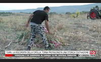 turri la riscoperta della cipolla torna protagonista una storica coltivazione
