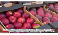 san sperate la sagra delle pesche cultura economia qualit