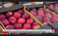 san sperate la sagra delle pesche cultura economia qualit