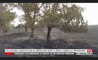 villacidro agricoltura in ginocchio dopo il rogo danni all ippodromo