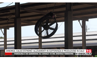 arborea caldo estremo allevamenti in sofferenza e produzione in calo