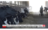 vaccinazioni dermatite e blue tongue appello per lo sforzo finale