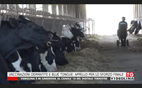vaccinazioni dermatite e blue tongue appello per lo sforzo finale