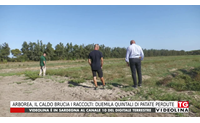 arborea il caldo brucia i raccolti duemila quintali di patate perdute