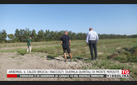 arborea il caldo brucia i raccolti duemila quintali di patate perdute