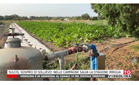 sulcis sospiro di sollievo nelle campagne salva la stagione irrigua