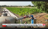 sulcis sospiro di sollievo nelle campagne salva la stagione irrigua