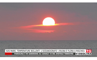 sos mare temperature bollenti l oceanografo fauna e flora a rischio