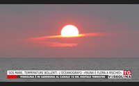 sos mare temperature bollenti l oceanografo fauna e flora a rischio