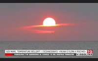 sos mare temperature bollenti l oceanografo fauna e flora a rischio