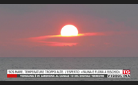 sos mare temperature troppo alte l esperto fauna e flora a rischio