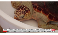 nora caretta caretta in libert curata per i danni della plastica