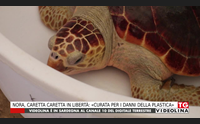 nora caretta caretta in libert curata per i danni della plastica