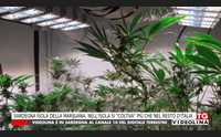 sardegna isola della marijuana nell isola si coltiva pi che nel resto d italia