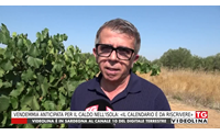vendemmia anticipata per il caldo nell isola il calendario da riscrivere