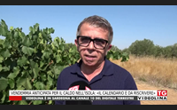 vendemmia anticipata per il caldo nell isola il calendario da riscrivere