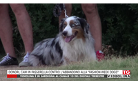 donori cani in passerella contro l abbandono alla fashion week dogs