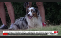 donori cani in passerella contro l abbandono alla fashion week dogs