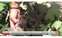 gallura il caldo accelera la maturazione delle uve vendemmia a rischio