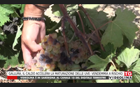 gallura il caldo accelera la maturazione delle uve vendemmia a rischio