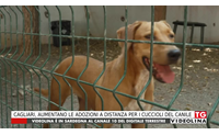 cagliari aumentano le adozioni a distanza per i cuccioli del canile