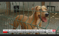 cagliari aumentano le adozioni a distanza per i cuccioli del canile