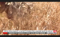 cercasi nuovi mercati il distretto rurale delle baronie inizia dal belgio
