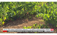 sulcis nei vigneti emergenza cinghiali l allarme di agricoltori e sindaci