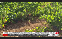 sulcis nei vigneti emergenza cinghiali l allarme di agricoltori e sindaci