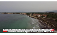non sono un alga in 10 comuni la campagna sul valore della posidonia