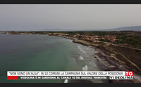 non sono un alga in 10 comuni la campagna sul valore della posidonia