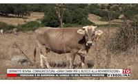 dermatite bovina confagricoltura gravi danni per il blocco alla movimentazione