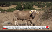 dermatite bovina confagricoltura gravi danni per il blocco alla movimentazione