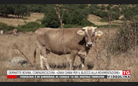 dermatite bovina confagricoltura gravi danni per il blocco alla movimentazione