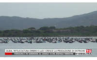 olbia mitilicoltura ombre e luci cresce la produzione di ostriche