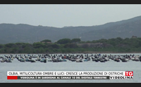olbia mitilicoltura ombre e luci cresce la produzione di ostriche